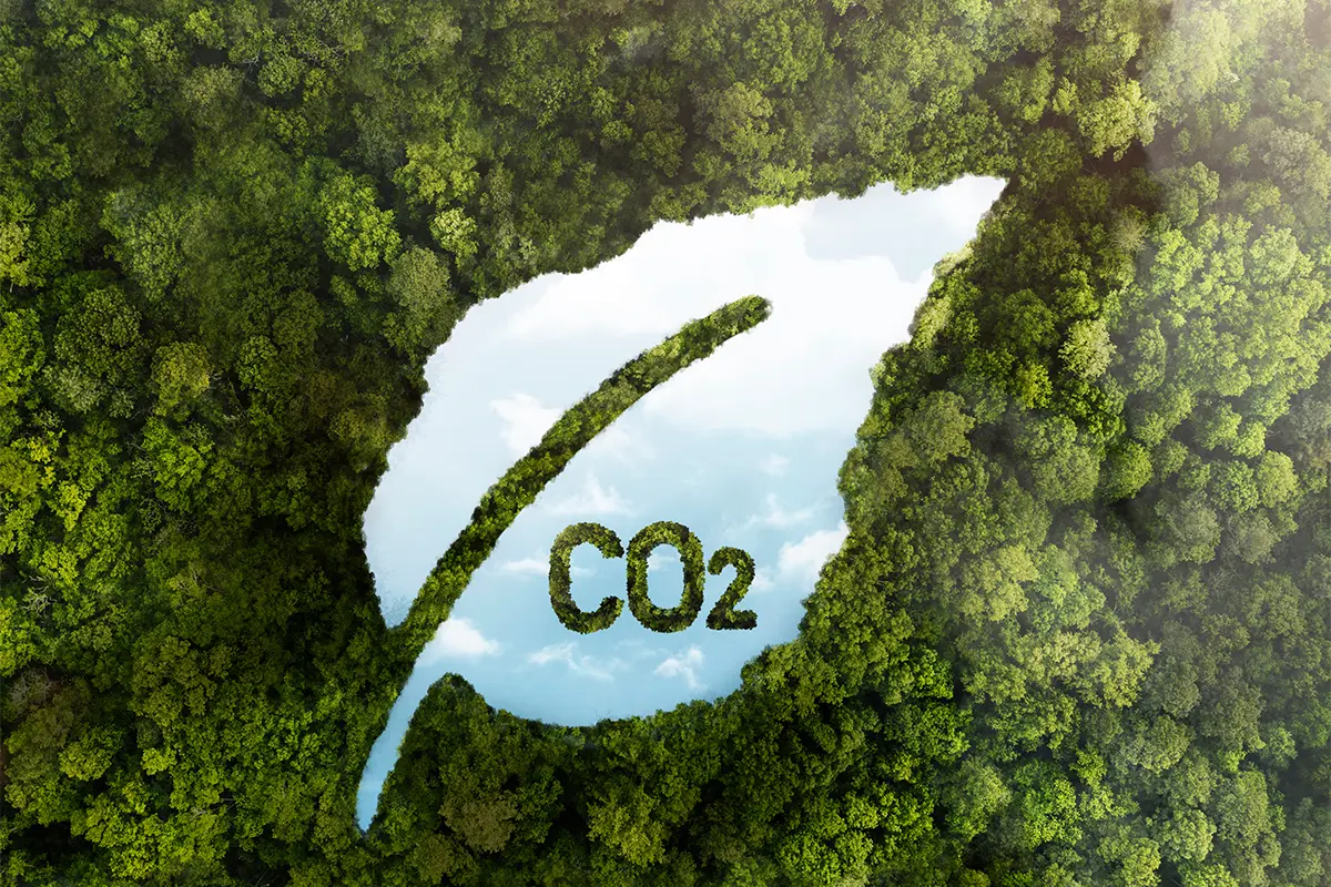 Foreste gestite in modo responsabile secondo la certificazione FSC