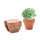 Cress pot vaso in terracotta con semi di crescione e tavoletta di terra