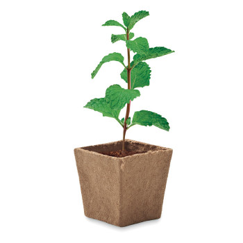 MINT KIT - Kit per la coltivazione di semi